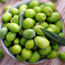 Mutlupaket Tüplü Çil Topak Tavşan Yüreği Zeytin Fidanı