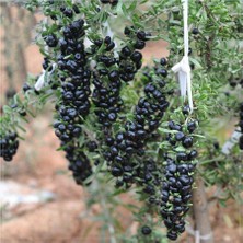 Mutlupaket Tüplü Nadir Çeşit Siyah Goji Berry Fidanı (10-30 Cm)
