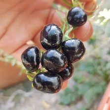 Mutlupaket Tüplü Nadir Çeşit Siyah Goji Berry Fidanı (10-30 Cm)