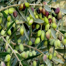 Mutlupaket Tüplü Yağlık ve Sofralık Memecik Zeytin Fidanı