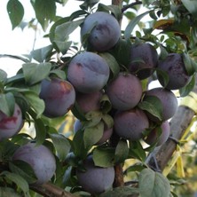 Mutlupaket Tüplü Aşılı Verimli Original Sun Siyah Japon Erik Fidanı