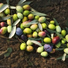 Mutlupaket Tüplü Kırmalık Yeşil Ayvalık Zeytin Fidanı