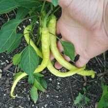 Mutlupaket Doğal Tatlı Çorbacı Kıl Biber Fidesi(5 Adet)