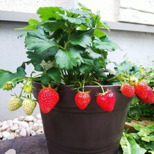 Mutlupaket Sweety Çoklu Dikim Saksılık Çilek Fidesi(5 Adet)