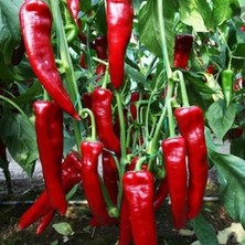 Mutlupaket Çok Acı Kapya Biber Fidesi (5 Adet)