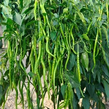 Mutlupaket Sweety Geleneksel Tatlı Kıl Biber Fidesi(5 Adet)