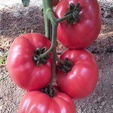 Mutlupaket Gülpembe F1 Pembe Domates Fidesi(5 Adet)