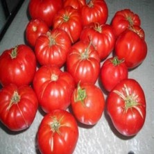 Mutlupaket Ankara Kokulu Ayaş Köy Domates Fidesi (5 Adet)