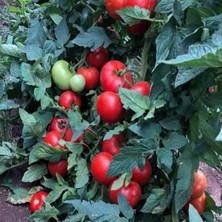 Mutlupaket Iri Yapraklı Sırık Alsancak Domates Fidesi(5 Adet)