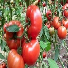 Mutlupaket Kokulu Yüksek Verimli Sırık Etli Beef Domates Fidesi (5 Adet)