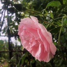 Mutlupaket Tüplü Pink Princess Açık Pembe Yediveren Kokulu Gül Fidanı
