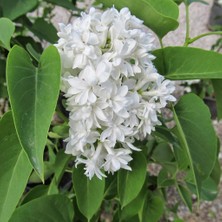 Mutlupaket Tüplü Yoğun Kokulu Salkım Beyaz Leylak (White Lilac) Fidanı