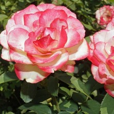 Mutlupaket Tüplü Scarlet Açık Pembe Yediveren Kokulu Gül Fidanı
