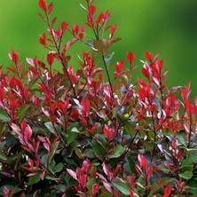 Mutlupaket Tüplü Herdem Yeşil Bodur Alev Çalısı Fidanı