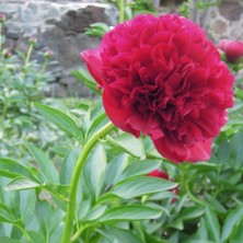 Mutlupaket Red Color Peony Kırmızı Renkli Şakayık Çiçeği Yumrusu (1 Adet)