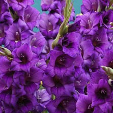 Mutlupaket Gladiolus Purple Swan Mor Glayör Çiçeği Yumrusu Soğanı (2 Adet)