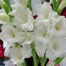 Mutlupaket Gladiolus White Swan Beyaz Glayör Çiçeği Yumrusu Soğanı (2 Adet)