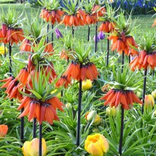 Mutlupaket Kırmızı Renkli Fritillaria Rubra Ters Lale Soğanı (4 Adet)