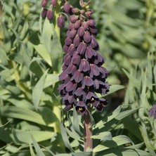 Mutlupaket Purble Color Fritillaria Persica Ters Lale Soğanı (1 Adet)