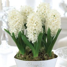 Mutlupaket Hyacinthus White King Sümbül Soğanı (3 Adet)