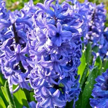 Mutlupaket Hyacinthus Mavi Delft Blue Sümbül Soğanı (3 Adet)