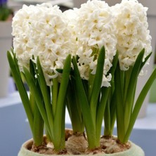 Mutlupaket Hyacinthus Carneige Krem Beyaz Sümbül Soğanı (3 Adet)