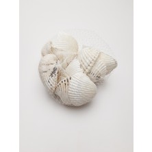 Be Beauty Filede Dekoratif Deniz Kabuğu 200 gr