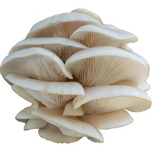 Sebze Meyve Dünyası İstiridye Mantarı 350 gr