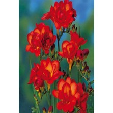 Net Tarım 10 Adet Kırmızı Frezya Çiçeği Soğanı Mis Kokulu Katmerli