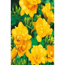 Net Tarım 50 Adet Sarı Frezya Çiçeği Soğanı Mis Kokulu Katmerli