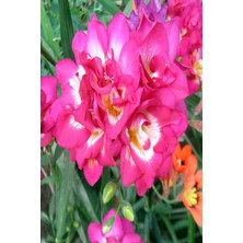 Net Tarım 20 Adet Pembe Frezya Çiçeği Soğanı Mis Kokulu Katmerli