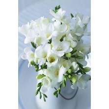 Net Tarım 10 Adet Beyaz Frezya Çiçeği Soğanı Mis Kokulu Katmerli