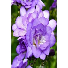 Net Tarım 20 Adet Mor Frezya Çiçeği Soğanı Mis Kokulu Katmerli