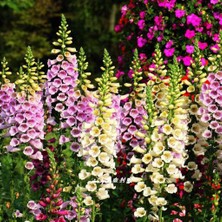 Fidanistanbul Fidan Istanbul Digitalis Purpurea Yüksük Otu Çiçeği Saksıda