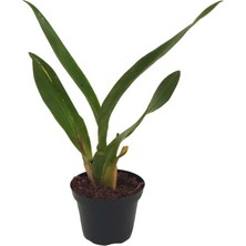 Palmiye Oncidium Orkide Fidesi (8 cm Saksıda)