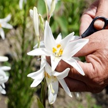 Dekorden Ak Zambak Soğanı (Lilium Candidum) - 5 Adet