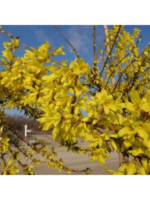 Mutlupaket Tüplü Altın Çanı Altın Çanak (Forsythia Intermedia) Fidanı