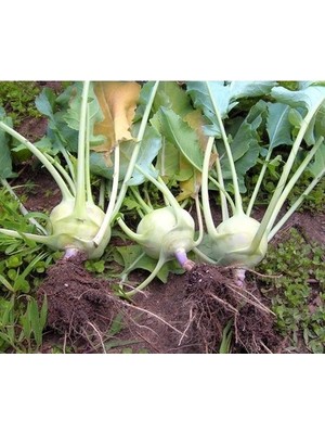 Köy Tohumları 50 Adet Tohum Süper Paket Alabaş Tohumu Sürpriz Hediye Tohum