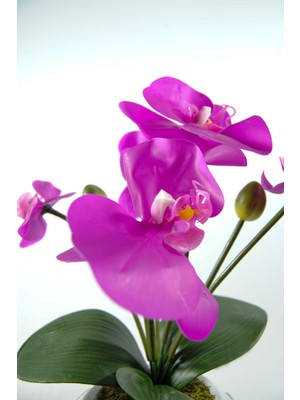 Lilac Home Mermer Görünümlü Dünya Saksıda Islak Orkide Aranjmanı