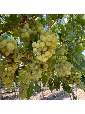 Fidan Sepetim 2 Yaş Müşküle Üzüm Fidanı