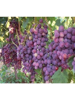 Fidan Sepetim 2 Yaş Cardinal Üzüm Fidanı