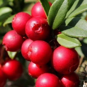 Mutlupaket Tüplü (Turna Yemişi) Cranberry Fidanı 10-20 cm