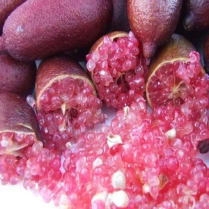 Mutlupaket Tüplü Özel Havyar Limon Mia Rose Finger Lime Fidanı