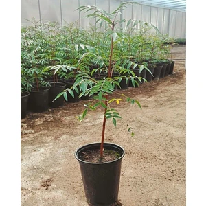 Mutlupaket Tüplü Ucb 1 Antep Fıstığı Anacı Fidanı