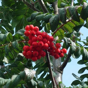 Mutlupaket Tüplü Kuş Üvezi (Sorbus Aucuparia L.) Fidanı