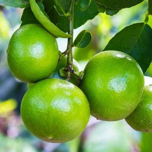 Mutlupaket Tüplü Aşılı Lime Quat Çekirdeksiz Limon Fidanı
