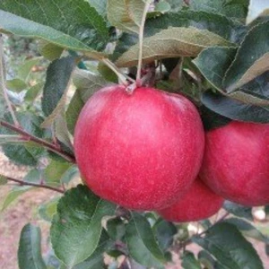 Mutlupaket Tüplü Aşılı Tam Bodur Fuji Zhen Aztec Elma Fidanı