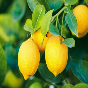 Mutlupaket Tüplü Aşılı Yüksek Verimli Yediveren Limon Fidanı