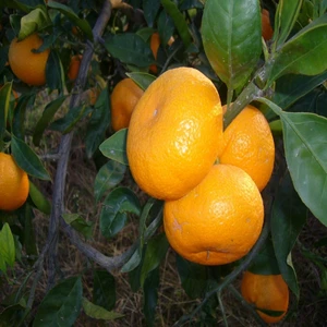 Mutlupaket Tüplü Aşılı Ithal Rize Satsuma Mandalina Fidanı