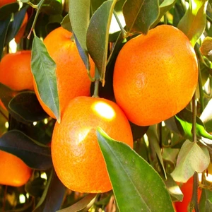 Mutlupaket Tüplü Yarı Bodur Bodrum Mandalinası Fidanı
